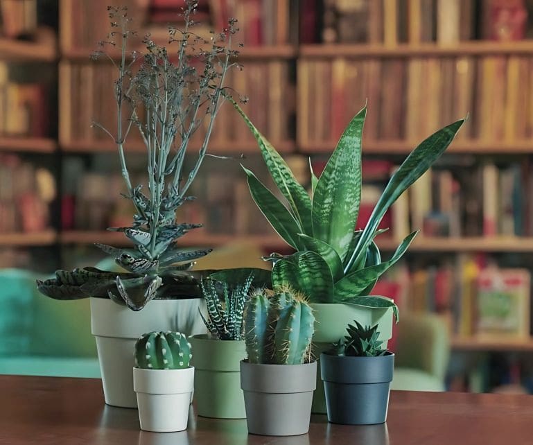 cache pot pour fleurs et plantes